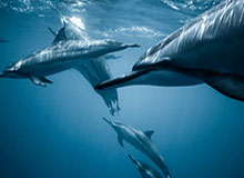 开云网页版-还是差点！张玉宁禁区弧顶远射中柱弹出，河南队逃过一劫